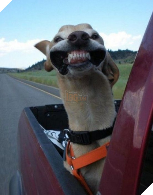 Chẳng có gì khiến bạn vui hơn một nụ cười hở lợi vô tư lự này.