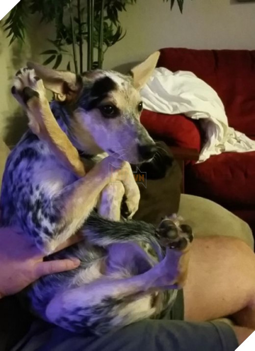 Nếu có một chú chó, nó sẽ sẵn sàng cùng bạn coi phim ma thâu đêm suốt sáng mà không phải tắt giữa chừng vì quá sợ như khi xem một mình nữa.