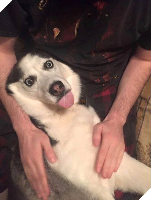 Nếu bạn không ưa ai đó mà chẳng thể làm gì, thú cưng sẽ giúp bạn "trả đũa".