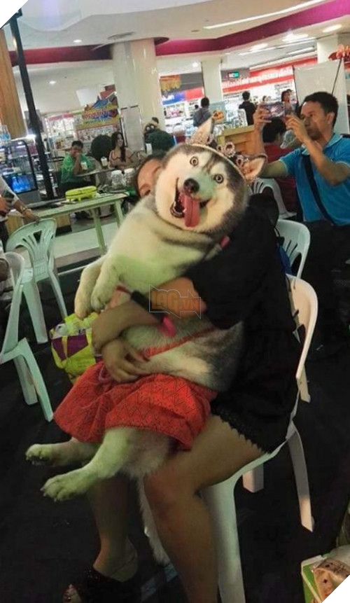 Và cuối cùng, chỉ có loài chó mới dám diện mốt thời trang vượt thời đại "đầu đội vương miện, chân mặc váy thổ cẩm" như vậy để làm hài lòng bạn thôi.