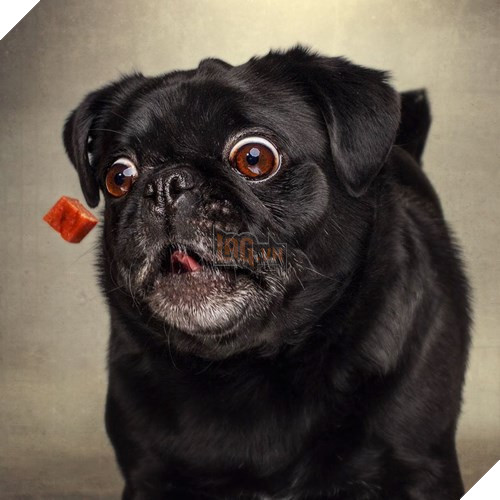 Vàng vàng đứng cạnh mong ‘ăn chực’ nồi lẩu của chủ nhân, anh ra lệnh cho nó lấy bát, 1 giây sau anh ‘tá hỏa’ 4