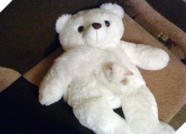 Cô lên mạng than: ‘Suốt ngày giẫm phải mèo cưng’, mọi người trách cô bất cẩn nhưng xem hình ai cũng ‘nghẹn lời’ 9