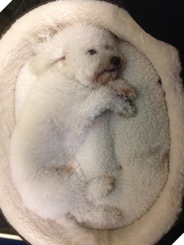 Cô lên mạng than: ‘Suốt ngày giẫm phải mèo cưng’, mọi người trách cô bất cẩn nhưng xem hình ai cũng ‘nghẹn lời’ 10