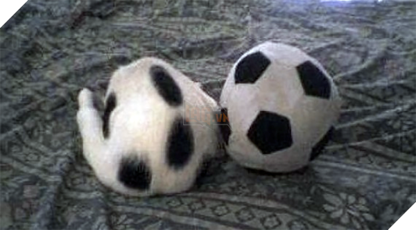 Cô lên mạng than: ‘Suốt ngày giẫm phải mèo cưng’, mọi người trách cô bất cẩn nhưng xem hình ai cũng ‘nghẹn lời’ 12