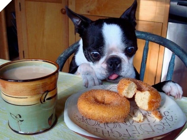 Vàng vàng đứng cạnh mong ‘ăn chực’ nồi lẩu của chủ nhân, anh ra lệnh cho nó lấy bát, 1 giây sau anh ‘tá hỏa’ 11