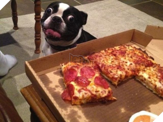 Vàng vàng đứng cạnh mong ‘ăn chực’ nồi lẩu của chủ nhân, anh ra lệnh cho nó lấy bát, 1 giây sau anh ‘tá hỏa’ 6