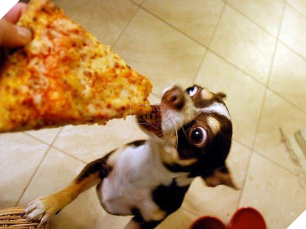 Vàng vàng đứng cạnh mong ‘ăn chực’ nồi lẩu của chủ nhân, anh ra lệnh cho nó lấy bát, 1 giây sau anh ‘tá hỏa’ 9