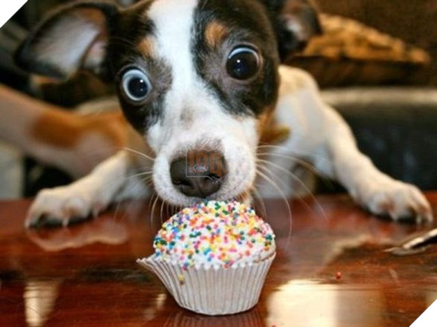 Vàng vàng đứng cạnh mong ‘ăn chực’ nồi lẩu của chủ nhân, anh ra lệnh cho nó lấy bát, 1 giây sau anh ‘tá hỏa’ 5