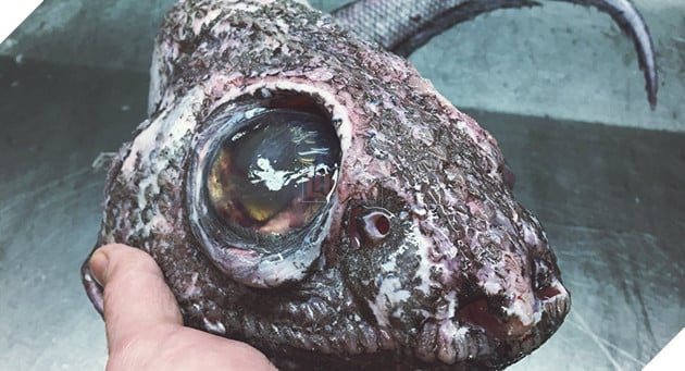 Ảnh hiếm về những loài quái vật biển sâu - Ảnh 1.