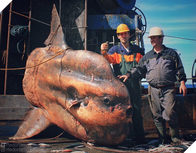 Ảnh hiếm về những loài quái vật biển sâu - Ảnh 10.