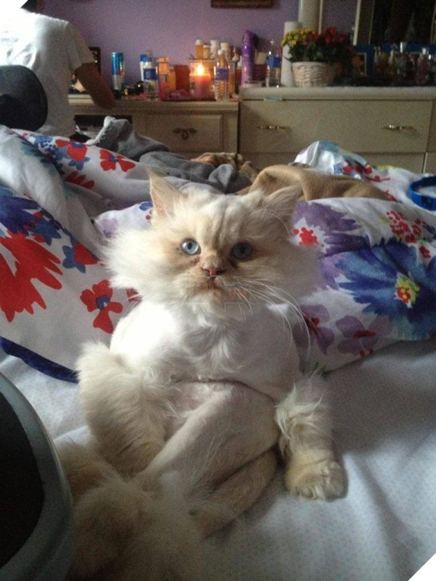 20 dáng ngồi phong thái hoàng thượng của các boss mèo - Ảnh 5.