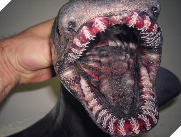 Ảnh hiếm về những loài quái vật biển sâu - Ảnh 11.