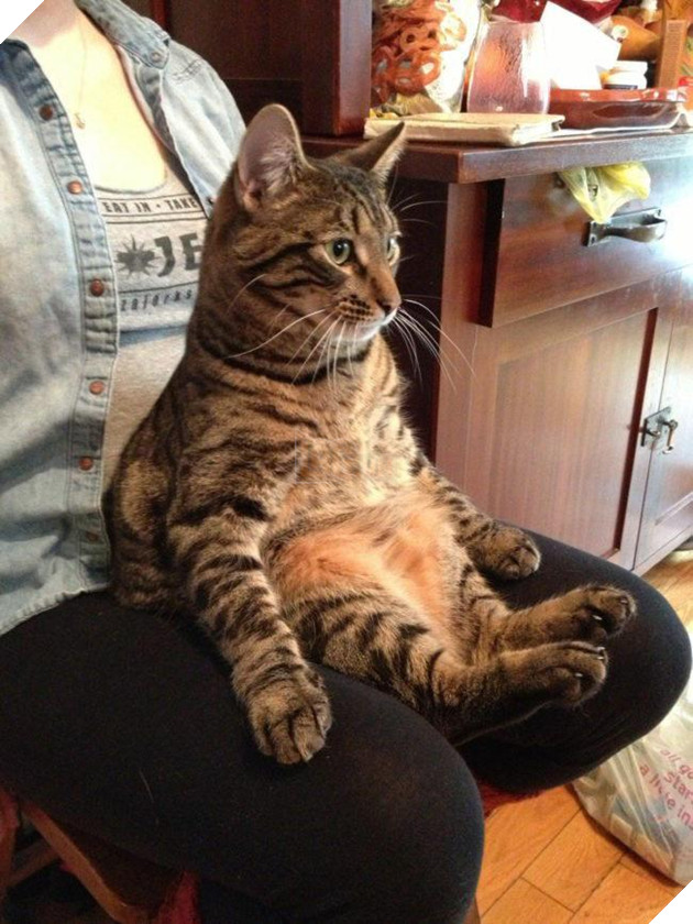 20 dáng ngồi phong thái hoàng thượng của các boss mèo - Ảnh 7.