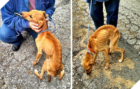 Kết quả hình ảnh cho skin and bones dog