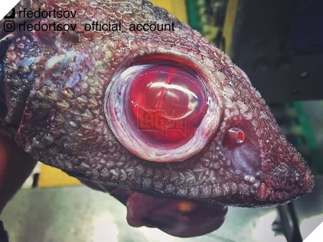 Ảnh hiếm về những loài quái vật biển sâu - Ảnh 12.