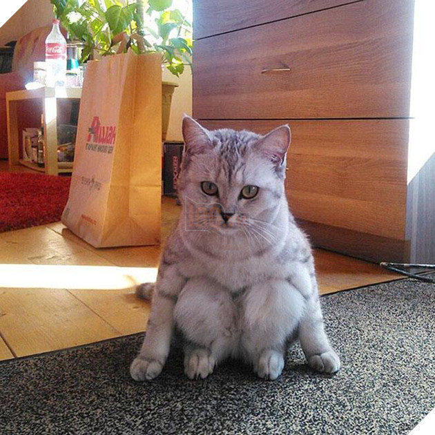 20 dáng ngồi phong thái hoàng thượng của các boss mèo - Ảnh 9.