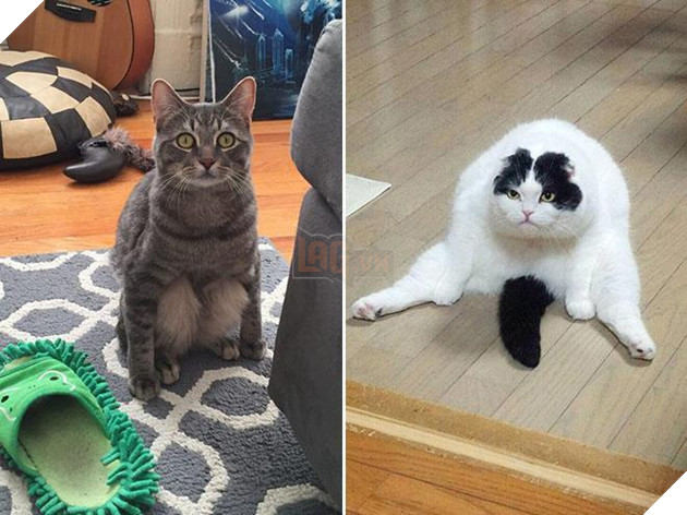 20 dáng ngồi phong thái hoàng thượng của các boss mèo - Ảnh 11.