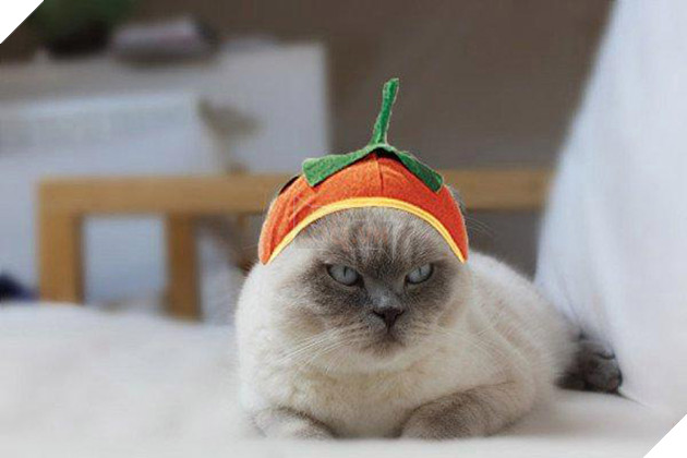 Vẻ mặt hậm hực của 19 boss khi bị con sen bắt cosplay như lũ ngớ ngẩn - Ảnh 25.