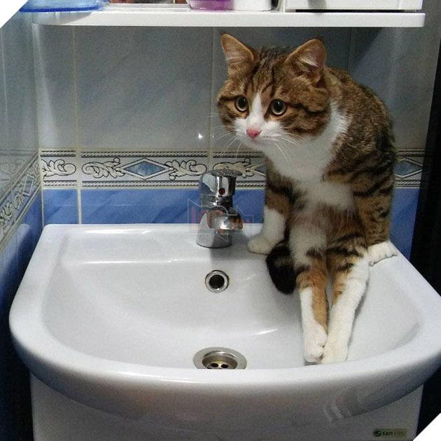 20 dáng ngồi phong thái hoàng thượng của các boss mèo - Ảnh 13.