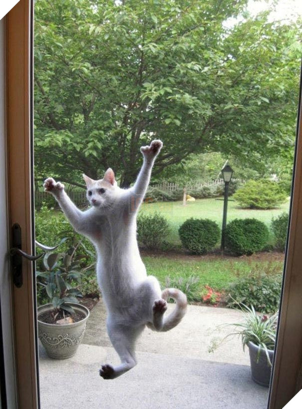 25 hình ảnh động vật muốn vào nhà lắm rồi nhưng chủ không cho, dân mạng… cười đau bụng 18