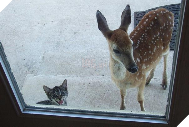 25 hình ảnh động vật muốn vào nhà lắm rồi nhưng chủ không cho, dân mạng… cười đau bụng 20