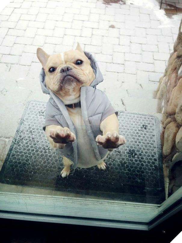 25 hình ảnh động vật muốn vào nhà lắm rồi nhưng chủ không cho, dân mạng… cười đau bụng 17