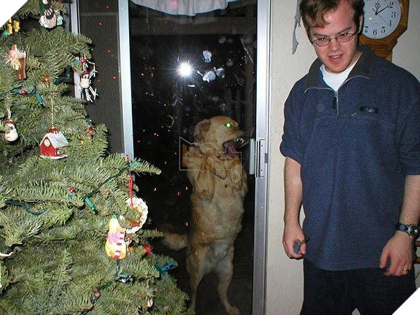 25 hình ảnh động vật muốn vào nhà lắm rồi nhưng chủ không cho, dân mạng… cười đau bụng 16