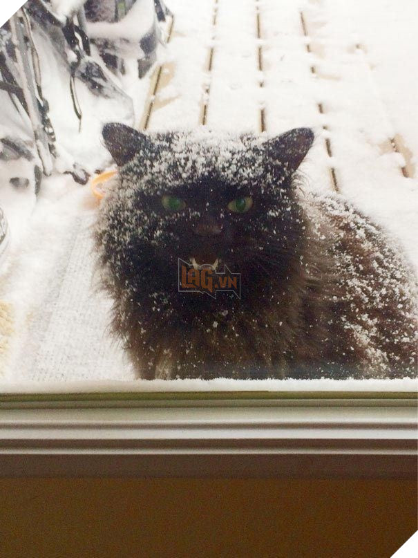 25 hình ảnh động vật muốn vào nhà lắm rồi nhưng chủ không cho, dân mạng… cười đau bụng 15