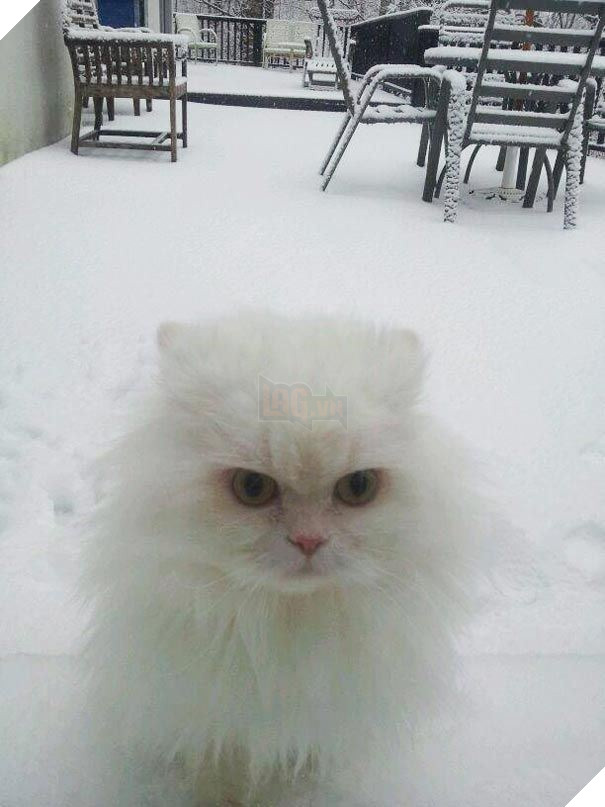 25 hình ảnh động vật muốn vào nhà lắm rồi nhưng chủ không cho, dân mạng… cười đau bụng 21