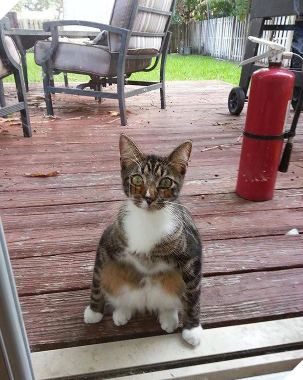 25 hình ảnh động vật muốn vào nhà lắm rồi nhưng chủ không cho, dân mạng… cười đau bụng 22