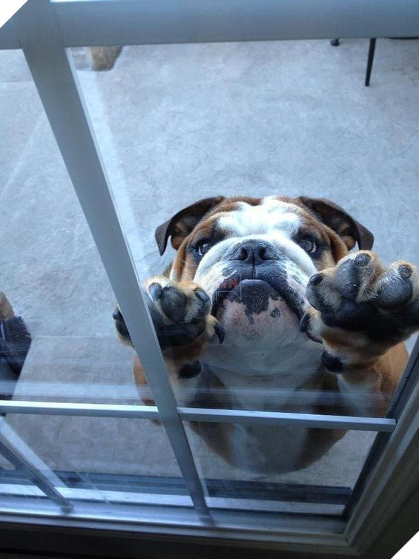 25 hình ảnh động vật muốn vào nhà lắm rồi nhưng chủ không cho, dân mạng… cười đau bụng 23