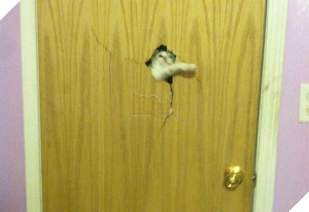 25 hình ảnh động vật muốn vào nhà lắm rồi nhưng chủ không cho, dân mạng… cười đau bụng 14