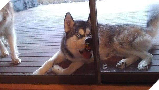 25 hình ảnh động vật muốn vào nhà lắm rồi nhưng chủ không cho, dân mạng… cười đau bụng 19