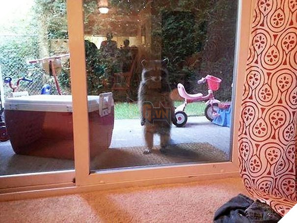 25 hình ảnh động vật muốn vào nhà lắm rồi nhưng chủ không cho, dân mạng… cười đau bụng 3