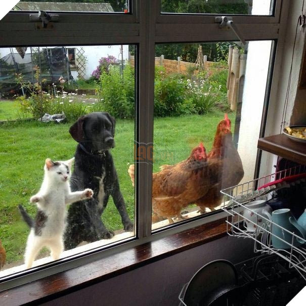 25 hình ảnh động vật muốn vào nhà lắm rồi nhưng chủ không cho, dân mạng… cười đau bụng