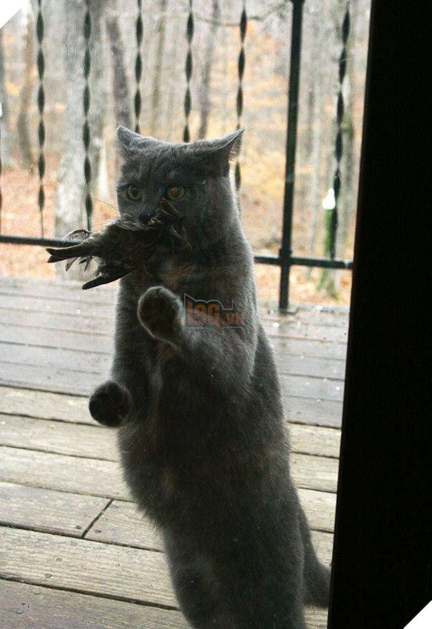 25 hình ảnh động vật muốn vào nhà lắm rồi nhưng chủ không cho, dân mạng… cười đau bụng 13