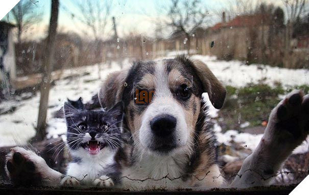 25 hình ảnh động vật muốn vào nhà lắm rồi nhưng chủ không cho, dân mạng… cười đau bụng 7