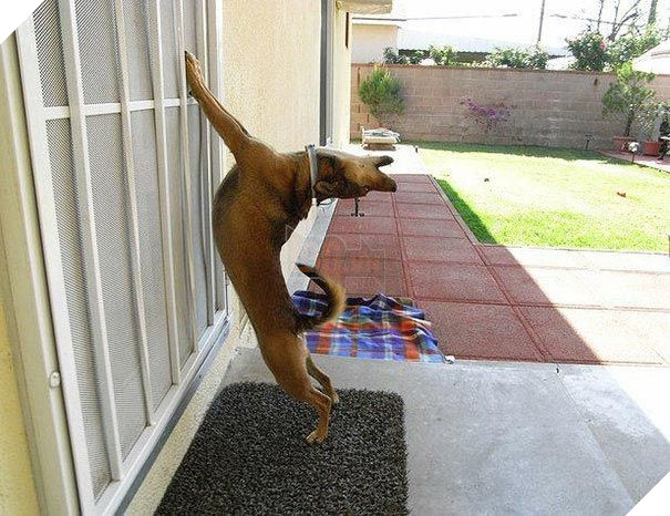 25 hình ảnh động vật muốn vào nhà lắm rồi nhưng chủ không cho, dân mạng… cười đau bụng 2