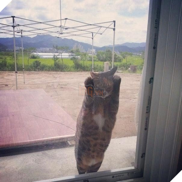 25 hình ảnh động vật muốn vào nhà lắm rồi nhưng chủ không cho, dân mạng… cười đau bụng 11