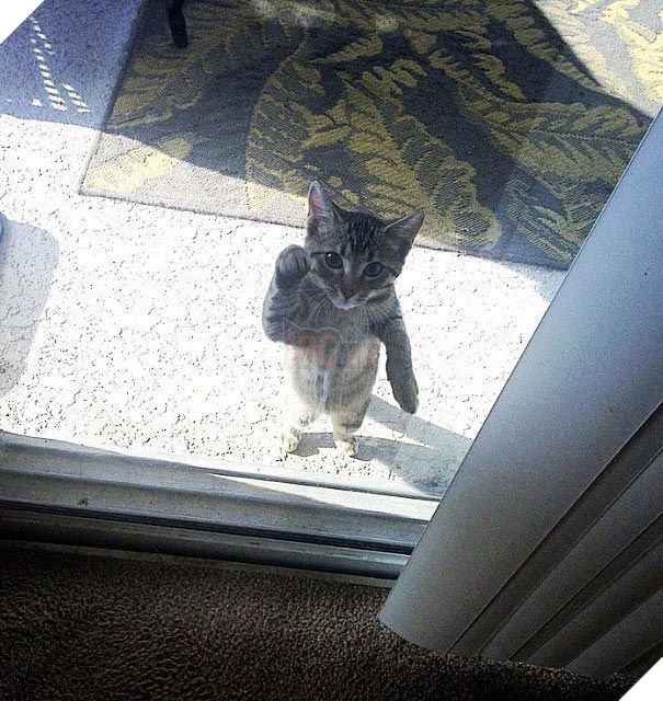 25 hình ảnh động vật muốn vào nhà lắm rồi nhưng chủ không cho, dân mạng… cười đau bụng 9