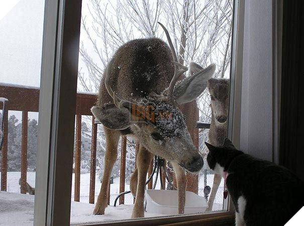 25 hình ảnh động vật muốn vào nhà lắm rồi nhưng chủ không cho, dân mạng… cười đau bụng 10