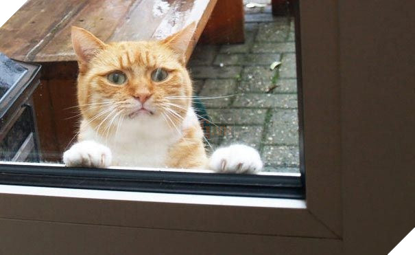 25 hình ảnh động vật muốn vào nhà lắm rồi nhưng chủ không cho, dân mạng… cười đau bụng 12