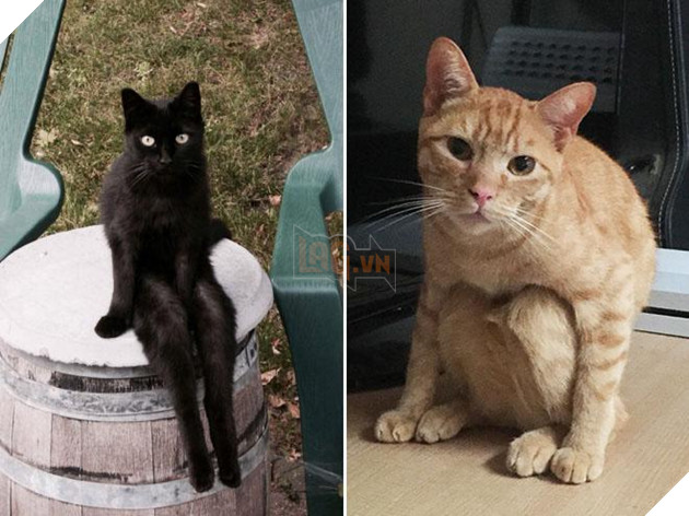 20 dáng ngồi phong thái hoàng thượng của các boss mèo - Ảnh 15.