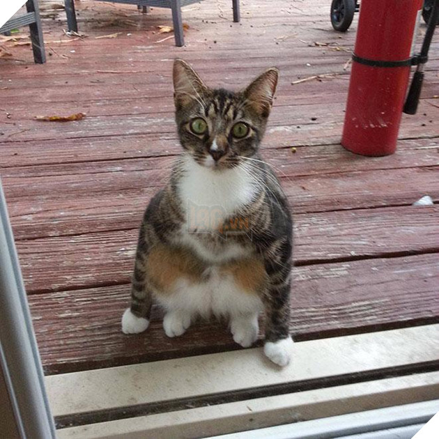 20 dáng ngồi phong thái hoàng thượng của các boss mèo - Ảnh 17.