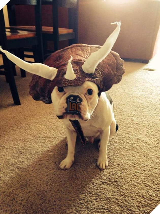 Vẻ mặt hậm hực của 19 boss khi bị con sen bắt cosplay như lũ ngớ ngẩn - Ảnh 33.