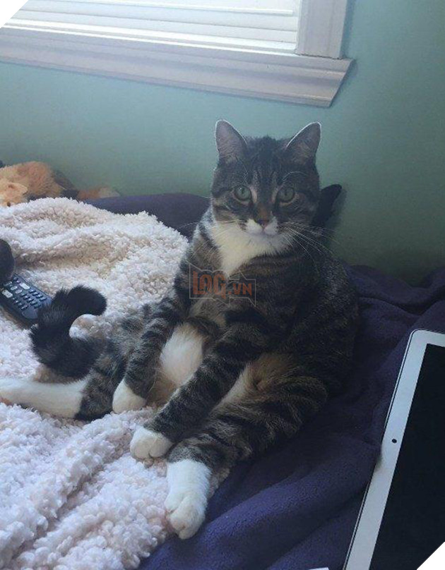 20 dáng ngồi phong thái hoàng thượng của các boss mèo - Ảnh 19.