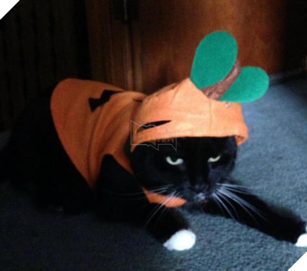 Vẻ mặt hậm hực của 19 boss khi bị con sen bắt cosplay như lũ ngớ ngẩn - Ảnh 35.