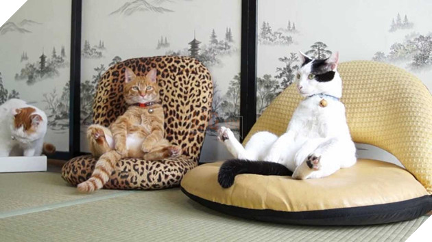 20 dáng ngồi phong thái hoàng thượng của các boss mèo - Ảnh 21.