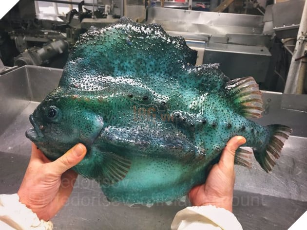 Ảnh hiếm về những loài quái vật biển sâu - Ảnh 2.