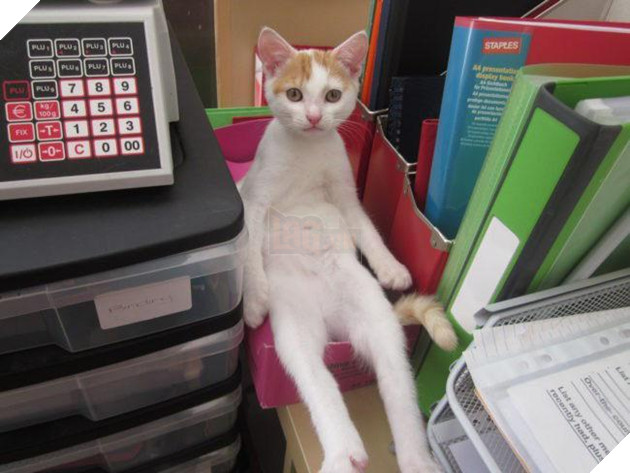 20 dáng ngồi phong thái hoàng thượng của các boss mèo - Ảnh 3.